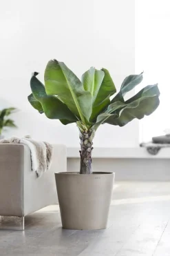 Ecopots Gartentopf Amsterdam taupe Discount