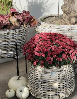 Van der Leeden Gartentopf Drypot Tina graubraun Clearance
